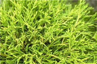 Chamaecyparis pisifera 'Sungold' - Gelbe Fadenzypresse 'Sungold' Chamaecyparis pisifera 'Sungold' - Gelbe Fadenzypresse 'Sungold'