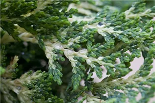 Chamaecyparis lawsoniana 'Sunkist' - Gartenzypresse 'Sunkist'