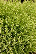 Chamaecyparis pisifera 'White Pygmy' - Fadenzypresse 'White Pygmy'