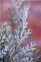 Chamaecyparis lawsoniana 'Van Pelt´s Blue' - Gartenzypresse 'Van Pelt´s Blue'