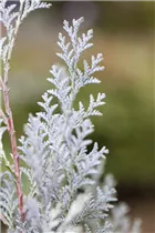 Chamaecyparis lawsoniana 'Van Pelt´s Blue' - Gartenzypresse 'Van Pelt´s Blue'