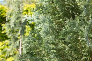 Chamaecyparis lawsoniana 'Van Pelt´s Blue' - Gartenzypresse 'Van Pelt´s Blue'