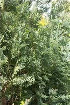 Chamaecyparis lawsoniana 'Van Pelt´s Blue' - Gartenzypresse 'Van Pelt´s Blue'