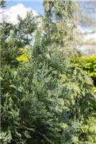 Chamaecyparis lawsoniana 'Van Pelt´s Blue' - Gartenzypresse 'Van Pelt´s Blue'