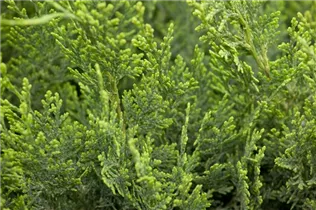 Chamaecyparis lawsoniana 'White Spot' - Gartenzypresse 'White Spot'