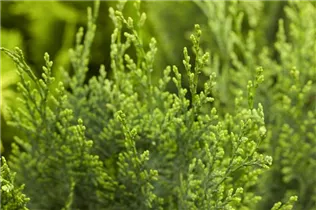 Chamaecyparis lawsoniana 'White Spot' - Gartenzypresse 'White Spot'