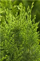 Chamaecyparis lawsoniana 'White Spot' - Gartenzypresse 'White Spot'