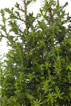 Chamaecyparis thyoides 'Excellent Point'® - Kegelzypresse 'Excellent Point'®