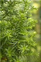 Chamaecyparis thyoides 'Excellent Point'® - Kegelzypresse 'Excellent Point'®