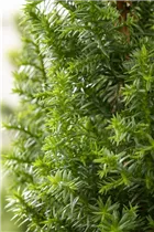Chamaecyparis thyoides 'Excellent Point'® - Kegelzypresse 'Excellent Point'®