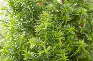 Chamaecyparis thyoides 'Excellent Point'® - Kegelzypresse 'Excellent Point'®