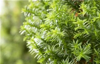 Chamaecyparis thyoides 'Excellent Point'® - Kegelzypresse 'Excellent Point'®