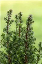 Chamaecyparis thyoides 'Excellent Point'® - Kegelzypresse 'Excellent Point'®