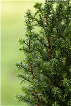 Chamaecyparis thyoides 'Excellent Point'® - Kegelzypresse 'Excellent Point'®