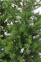 Chamaecyparis thyoides 'Top Point' - Kegelzypresse 'Top Point'