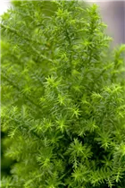 Chamaecyparis thyoides 'Top Point' - Kegelzypresse 'Top Point'