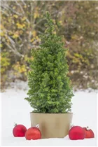 Chamaecyparis thyoides 'Top Point' - Kegelzypresse 'Top Point'