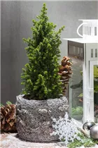 Chamaecyparis thyoides 'Top Point' - Kegelzypresse 'Top Point'