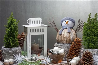 Chamaecyparis thyoides 'Top Point' - Kegelzypresse 'Top Point'