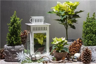 Chamaecyparis thyoides 'Top Point' - Kegelzypresse 'Top Point'