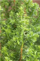 Chamaecyparis thyoides 'Top Point' - Kegelzypresse 'Top Point'