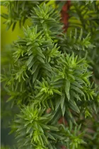 Chamaecyparis thyoides 'Top Point' - Kegelzypresse 'Top Point'