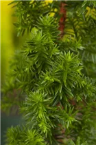 Chamaecyparis thyoides 'Top Point' - Kegelzypresse 'Top Point'