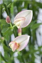 Cytisus x praecox 'Zeelandia' - Elfenbeinginster 'Zeelandia'