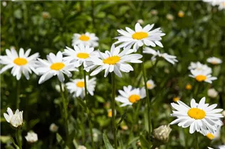 Chamaemelum nobile - Römische Scheinkamille