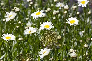 Chamaemelum nobile - Römische Scheinkamille