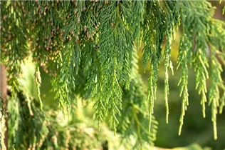 Chamaecyparis nootkatensis 'Pendula' - Nutka-Goldzypresse 'Pendula' Chamaecyparis nootkatensis 'Pendula' - Nutka-Goldzypresse 'Pendula'