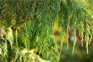 Chamaecyparis nootkatensis 'Pendula' - Nutka-Goldzypresse 'Pendula' Chamaecyparis nootkatensis 'Pendula' - Nutka-Goldzypresse 'Pendula'