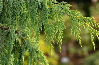 Chamaecyparis nootkatensis 'Pendula' - Nutka-Goldzypresse 'Pendula' Chamaecyparis nootkatensis 'Pendula' - Nutka-Goldzypresse 'Pendula'