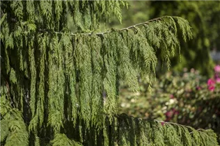 Chamaecyparis nootkatensis 'Pendula' - Nutka-Goldzypresse 'Pendula' Chamaecyparis nootkatensis 'Pendula' - Nutka-Goldzypresse 'Pendula'