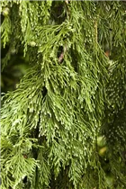 Chamaecyparis nootkatensis 'Pendula' - Nutka-Goldzypresse 'Pendula' Chamaecyparis nootkatensis 'Pendula' - Nutka-Goldzypresse 'Pendula'