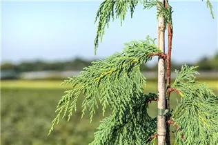 Chamaecyparis nootkatensis 'Pendula' - Nutka-Goldzypresse 'Pendula' Chamaecyparis nootkatensis 'Pendula' - Nutka-Goldzypresse 'Pendula'