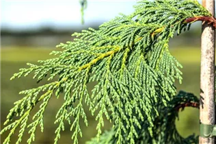 Chamaecyparis nootkatensis 'Pendula' - Nutka-Goldzypresse 'Pendula' Chamaecyparis nootkatensis 'Pendula' - Nutka-Goldzypresse 'Pendula'