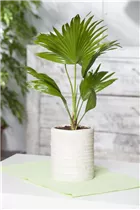 Chamaerops humilis - Zwergpalme