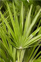Chamaerops humilis - Zwergpalme