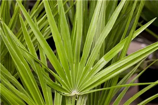 Chamaerops humilis - Zwergpalme