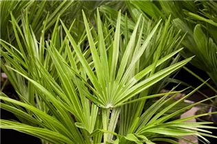 Chamaerops humilis - Zwergpalme