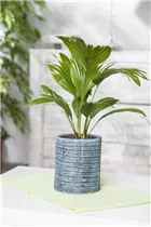 Chamaerops humilis - Zwergpalme