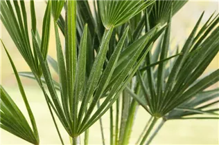 Chamaerops humilis - Zwergpalme