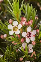 Chamelaucium uncinatum - Südseemyrte Chamelaucium uncinatum - Südseemyrte