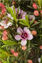 Chamelaucium uncinatum - Südseemyrte Chamelaucium uncinatum - Südseemyrte