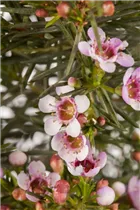 Chamelaucium uncinatum - Südseemyrte Chamelaucium uncinatum - Südseemyrte