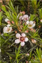 Chamelaucium uncinatum - Südseemyrte Chamelaucium uncinatum - Südseemyrte