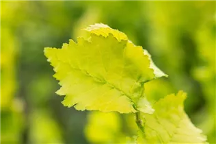  - Ulmus x hollandica 'Wredei'