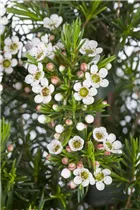 Chamelaucium uncinatum 'Snowflake' - Südseemyrte 'Snowflake' Chamelaucium uncinatum 'Snowflake' - Südseemyrte 'Snowflake'