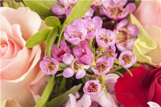 Chamelaucium uncinatum - Südseemyrte Chamelaucium uncinatum - Südseemyrte